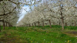 Vergers de prune d'Ente en Dordogne, floraison printemps 2016